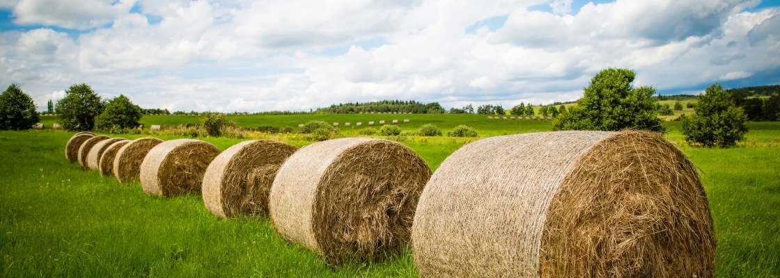 bails of hay in the field