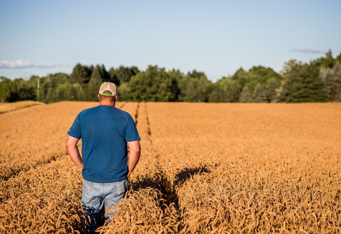 A man walking through his field