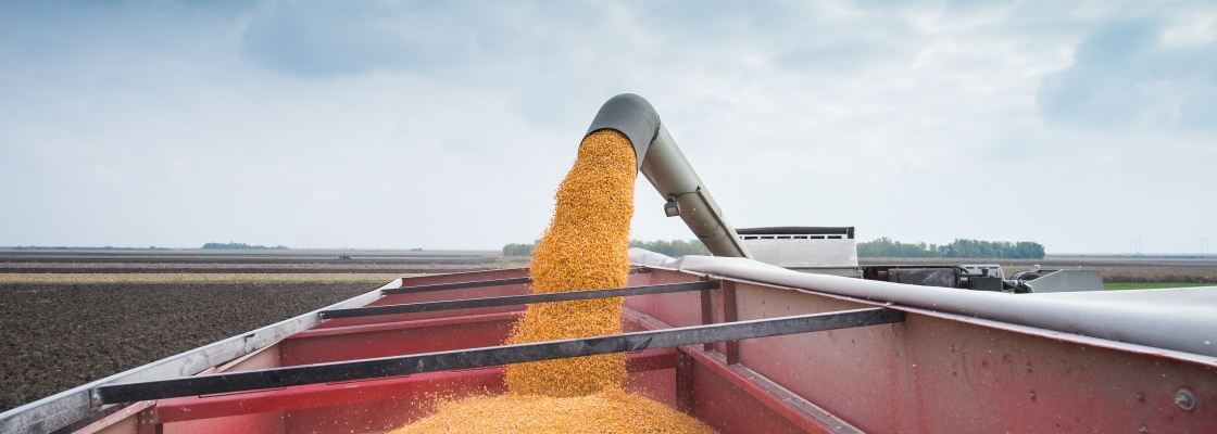 corn being poured into a truck